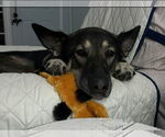 Small #6 German Shepherd Dog