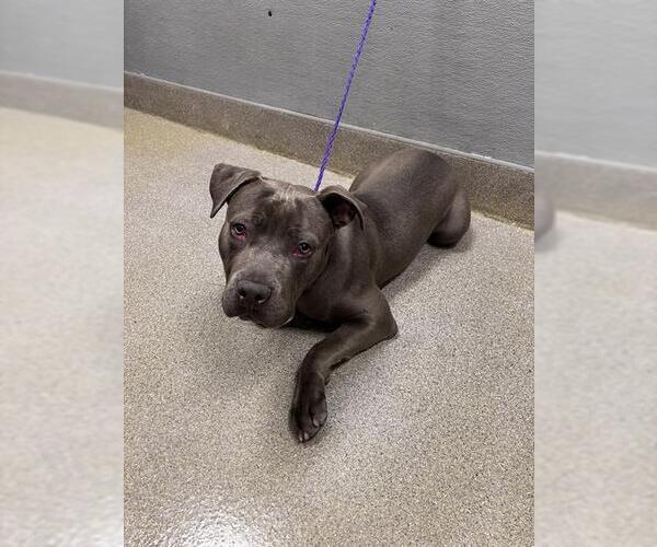 Medium Photo #1 Mutt Puppy For Sale in Las Vegas, NV, USA