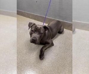 Mutt Dogs for adoption in Las Vegas, NV, USA