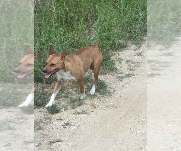 Medium Photo #20 Rat Terrier Puppy For Sale in DORA, MO, USA