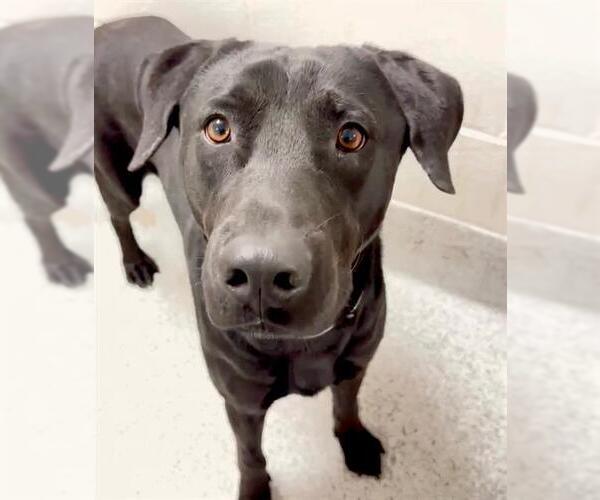 Medium Photo #3 Labrador Retriever Puppy For Sale in Houston, TX, USA