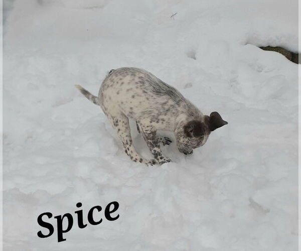 Medium Photo #3 Mutt Puppy For Sale in Garden City, NY, USA