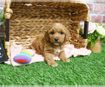 Small #2 Goldendoodle mix (+ Poodle Miniature)