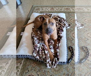 American Pit Bull Terrier-Unknown Mix Dogs for adoption in Lockport, NY, USA