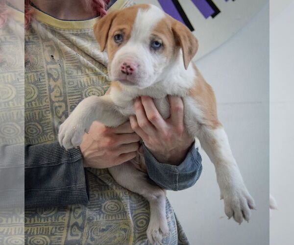 Medium Photo #3 American Staffordshire Terrier-Boxer Mix Puppy For Sale in Huntley, IL, USA