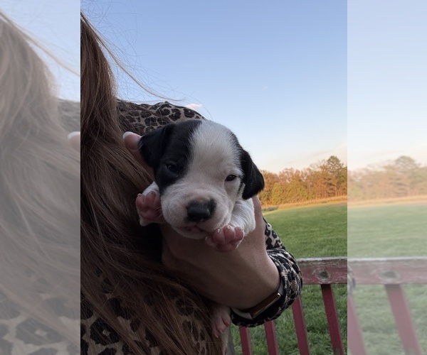 Medium Photo #4 Treeing Walker Coonhound Puppy For Sale in ZANESVILLE, OH, USA
