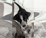 Small #1 Beagle Mix