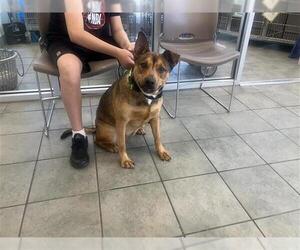 American Staffordshire Terrier-Unknown Mix Dogs for adoption in San Antonio, TX, USA