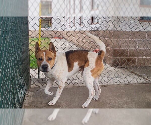 Medium Photo #1 Akita Puppy For Sale in Springfield, MA, USA