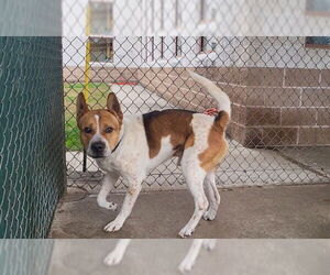 Akita Dogs for adoption in Springfield, MA, USA