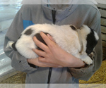 Small Photo #3 Great Pyrenees-Newfoundland Mix Puppy For Sale in LOVELL, WY, USA