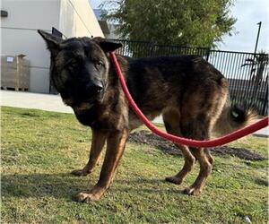 Akita-Unknown Mix Dogs for adoption in Orange, CA, USA