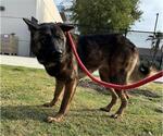 Small Akita Mix