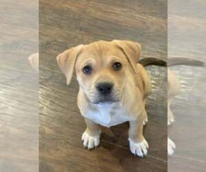 Labrottie Dogs for adoption in MIDWAY, UT, USA