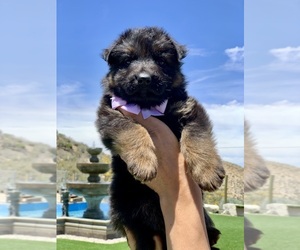 German Shepherd Dog Litter for sale in PINON HILLS, CA, USA