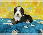 Small Photo #59 Bernedoodle Puppy For Sale in COLORADO SPRINGS, CO, USA