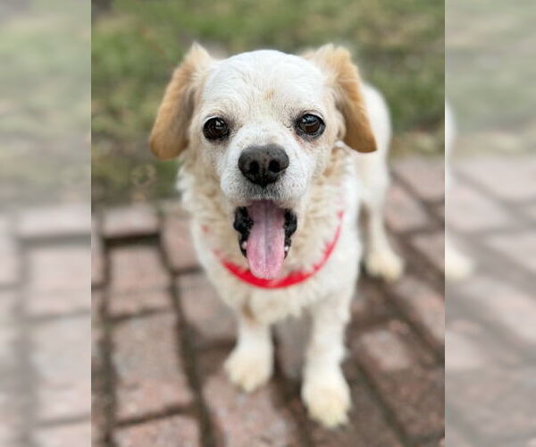 Medium Photo #6 Cocker Spaniel Puppy For Sale in Arlington, VA, USA