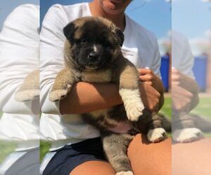 Akita Puppy for sale in SACRAMENTO, CA, USA
