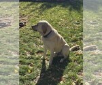 Small Photo #1 Labrador Retriever Puppy For Sale in TWIN FALLS, ID, USA