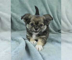 Chihuahua Puppy for sale in MUSKOGEE, OK, USA