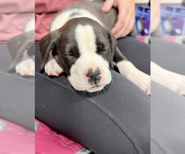 Medium Photo #2 Mutt Puppy For Sale in Wenonah, NJ, USA