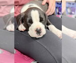Small #1 Mutt