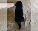 Small Photo #14 Newfoundland Puppy For Sale in CAMBRIDGE, NE, USA