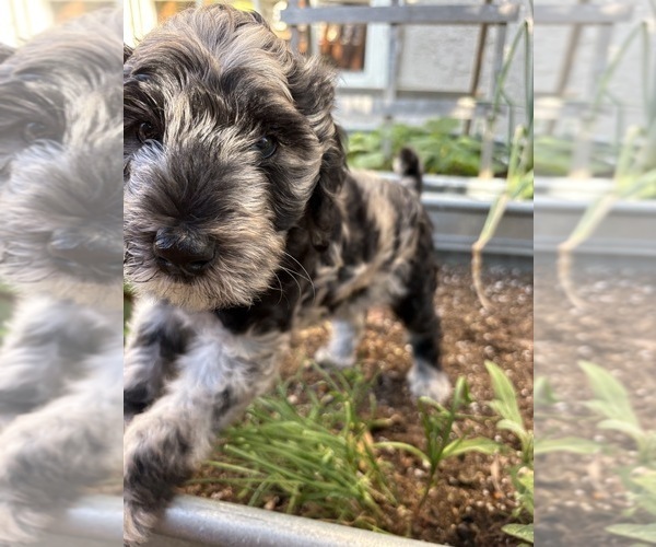Medium Photo #1 Bordoodle Puppy For Sale in SAN JUAN CAPISTRANO, CA, USA