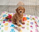 Otis - Male Cavapoo mix (+ Poodle Miniature) Puppy for Sale - Photo #5