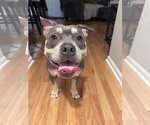 Small #3 Bulldog Mix
