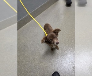 Dachshund-Unknown Mix Dogs for adoption in Las Vegas, NV, USA