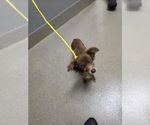 * EDGAR ALLAN POE - Male Dachshund-Unknown Mix Dog for Adoption - Small photo