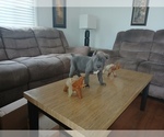 Small #3 Cane Corso