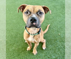 Black Mouth Cur-Unknown Mix Dogs for adoption in Tavares, FL, USA