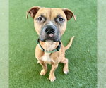 WHEELER - Male Black Mouth Cur-Unknown Mix Dog for Adoption - Small photo