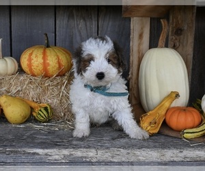 Bernedoodle (Miniature) Puppy for sale in MILLERSBURG, OH, USA