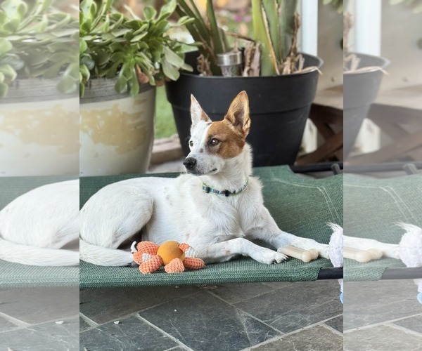 Medium Photo #3 Mutt Puppy For Sale in La Verne, CA, USA