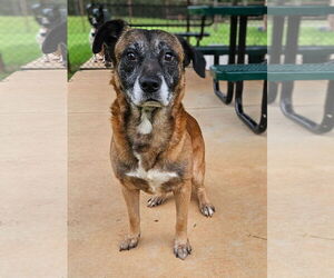 German Shepherd Dog-Unknown Mix Dogs for adoption in Grovetown, GA, USA