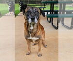Small German Shepherd Dog Mix