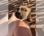 Puppy Puppy 3 American Bully