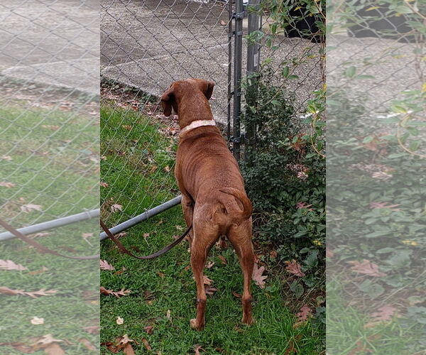 Medium Photo #9 Redbone Coonhound-Unknown Mix Puppy For Sale in Westminster, MD, USA