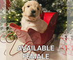 Small Photo #1 Golden Retriever Puppy For Sale in TULARE, CA, USA