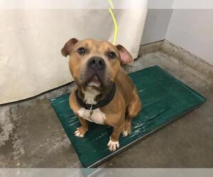American Pit Bull Terrier Dogs for adoption in Camarillo, CA, USA