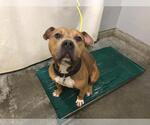 Small American Pit Bull Terrier