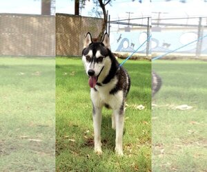 Huskies -Unknown Mix Dogs for adoption in El Centro, CA, USA