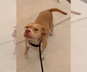 26-323 Ellie - Female Mutt Dog for Adoption - Photo #3