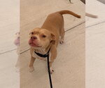 Small #2 Mutt