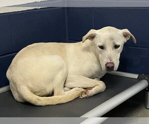 Mutt Dogs for adoption in Sterling, MA, USA