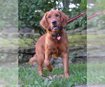 Small Golden Retriever