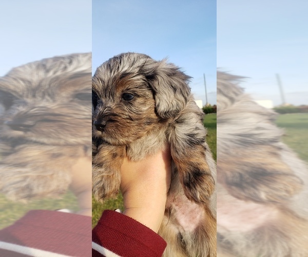Medium Photo #5 Shih-Poo Puppy For Sale in ATLANTA, IN, USA